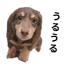 chorimi_20260105220433