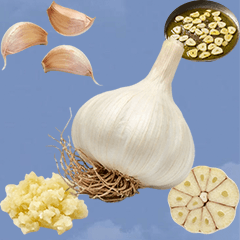 BIG! Bawang putih realistis