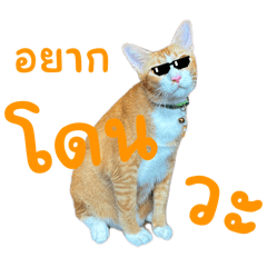 Black Cat_20260105125151