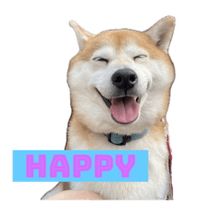 Lovely shibachan