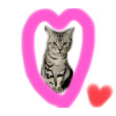love cat 2026