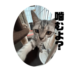 Jesse_20260106090136