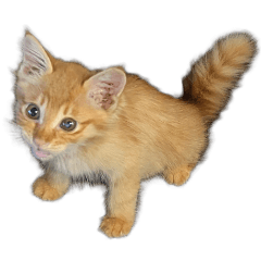 ぽわげスタンプ