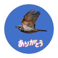 mitsuo_20260106081827