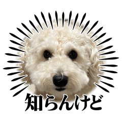 saoringo_20260106091441