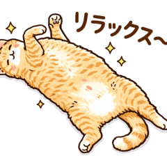 my cats friends_tommy