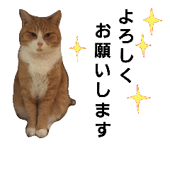 neko-p-chan