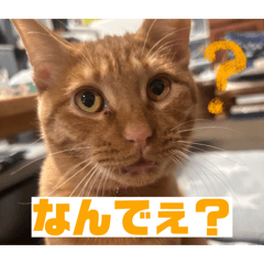 CAMEL_20260106144701