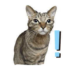 SHIRO_20260105001928