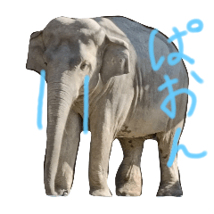 Hanako_20260106170838