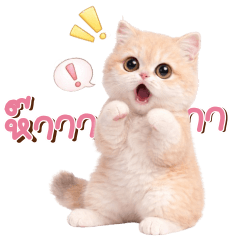Nong konpui cute cat Golden Cream