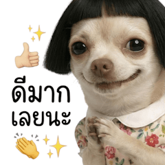 ชิวาว่าผมหน้าม้าชุดลายดอก (BG)