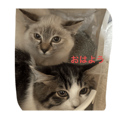 toshi_20260106181930