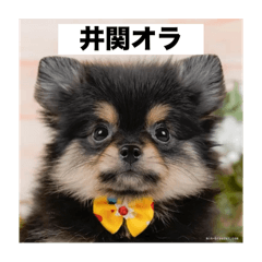 hayachan_20260106183030