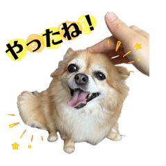 midori_20260104210123