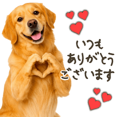 Golden Retriever  Daily Polite Messages