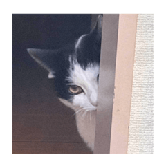 My name is GOMA desu