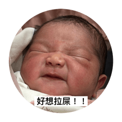 楊宅小妹表情包