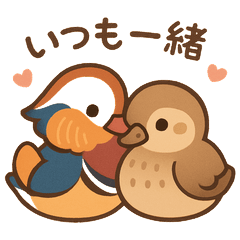 Cute Mandarin Duck Daily Stickers