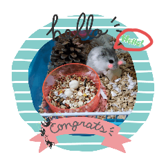 cute cute cute hamster cute cute cute