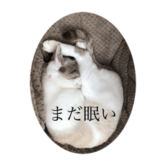むぎ君のきもち。