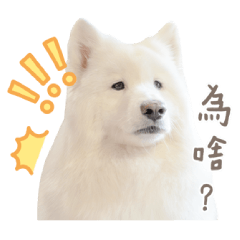 Samoyed Dobby is free Vol.2