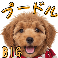 BIG♡トイプーのあいさつスタンプ(再販)