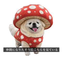 yashinoki_20260106202423