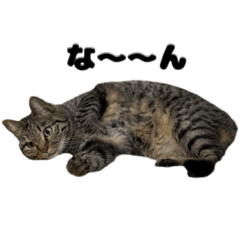 tamago_20260106215137