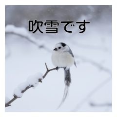 Monochrome long-tailed tit Sticker