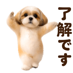 踊る！シーズー