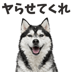 【ネタ】爆笑★ずっと使えるハスキー