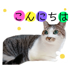 mataro_20260107015254