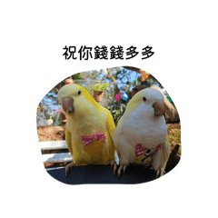 sqoojack_20260105194007