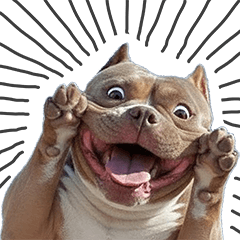 น้องหมา "อเมริกันบูลลี่" #1