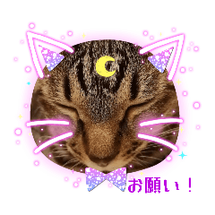 Mihoko_20260107120037