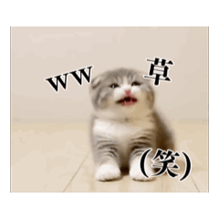 【動く】ハチワレ子猫の日常煽りスタンプ