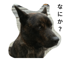 Dog&Cat1(Kaiken&Cat's)