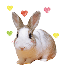 兔子米粒の心之俳句