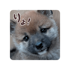 JINKO_20260107183147