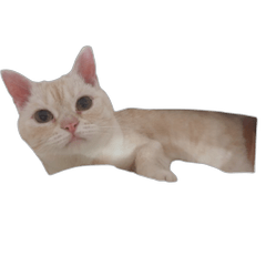 福嚕福嚕的嚕嚕日常 (無字版)