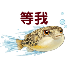 Crown Pufferfish Daily Life