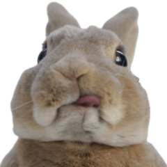 HappyBunily 2