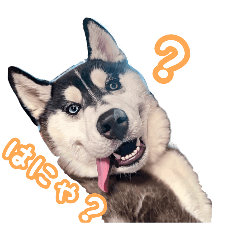 tatituteto_20260107173954