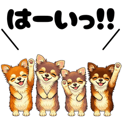 Polite Lively Chihuahua Sisters