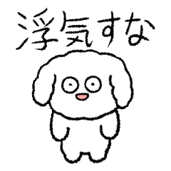 Big-eyed toy poodle (Jealous)