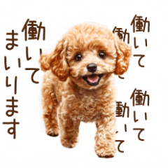 Working Hard Toy Poodle