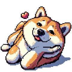 big love telling heart fat shiba