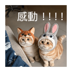 波波&糰子貼圖合輯