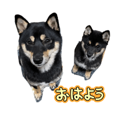 rei_20260107214921